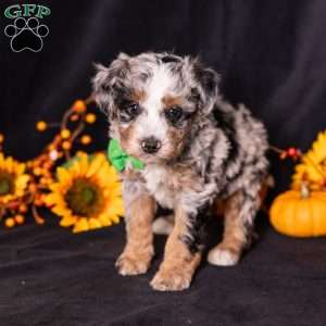 Ron, Mini Bernedoodle Puppy